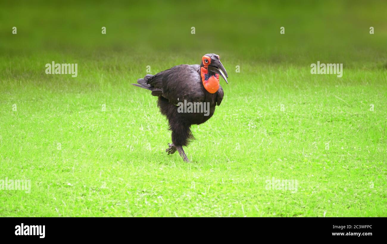 Der südliche Hornvogel (Bucorvus leadbeateri) ist eine von zwei Arten von Hornvogel, die beide nur in Afrika gefunden werden. Stockfoto