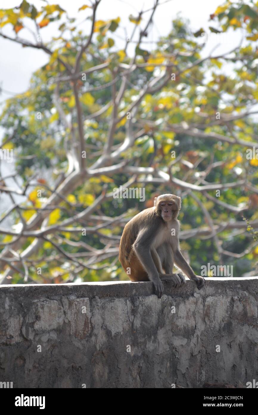 Lustig aussehende Affen in einem Dschungel von indien Stockfoto