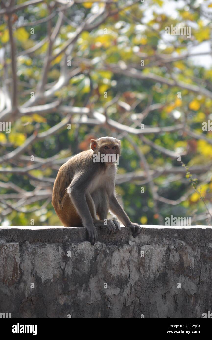 Lustig aussehende Affen in einem Dschungel von indien Stockfoto