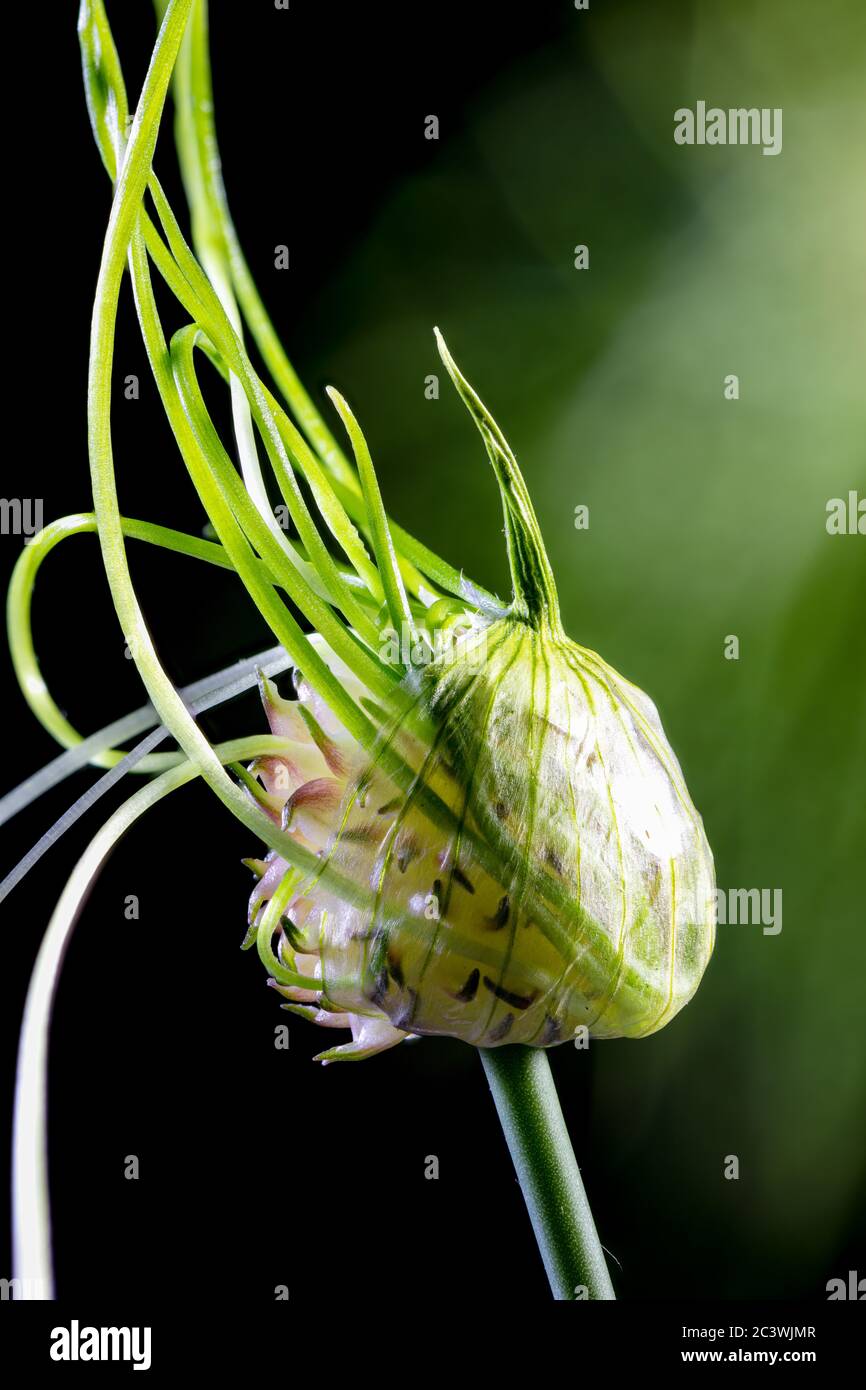 Knospen der Weingärten Lauches im Frühling in der Morgensonne Stockfoto