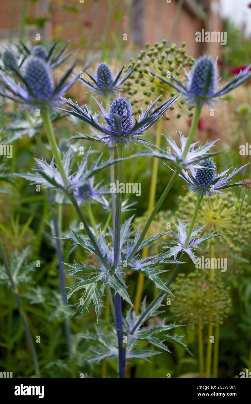 Eryngium Planum, Seechocken Stockfoto