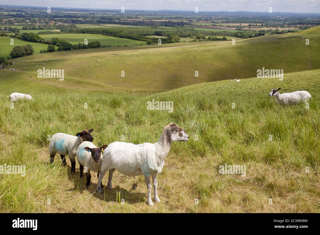 Schafe weiden auf weißen Pferd Hügel, Uffington, Oxfordshire. England Stockfoto