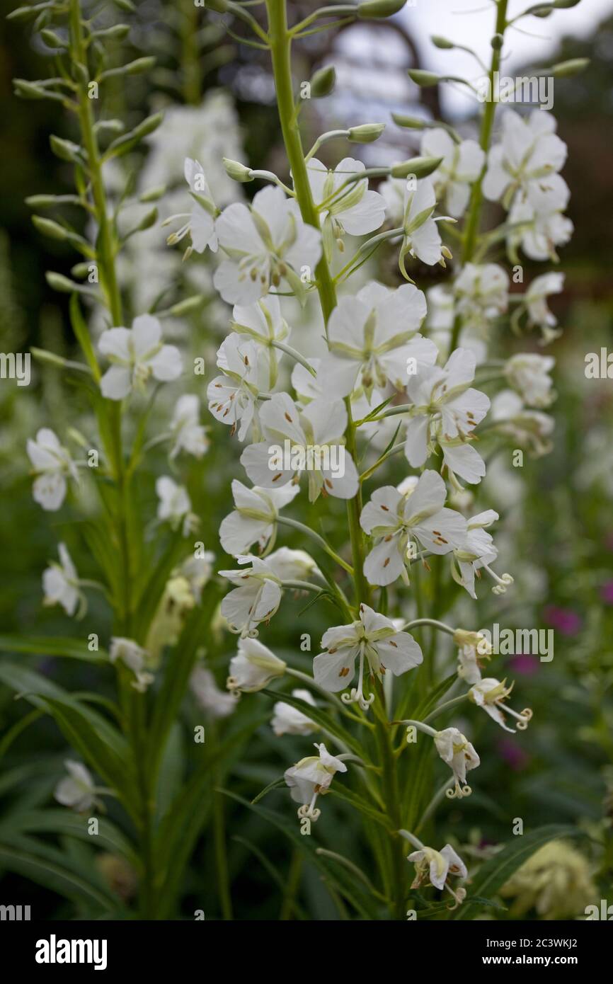 Album Chamaenerion angustifolium. Weiße Rosebay Weide Kraut Stockfoto