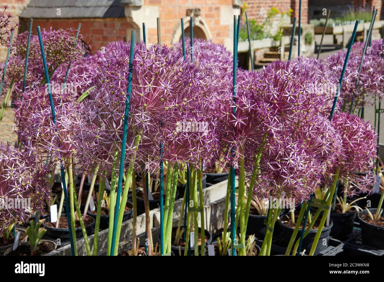 Giant Ornamental Onion Flowers (Alium gigantium) Gartenpflanze, East Yorkshire, England, UK, GB. Stockfoto