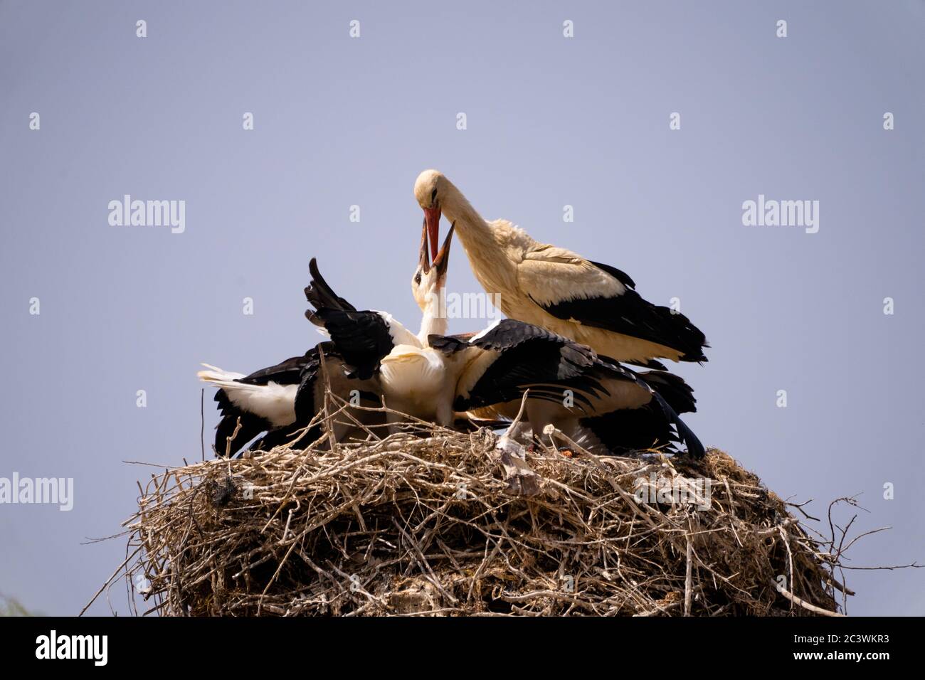 Weißstorch (Ciconia ciconia) füttert Küken Stockfoto