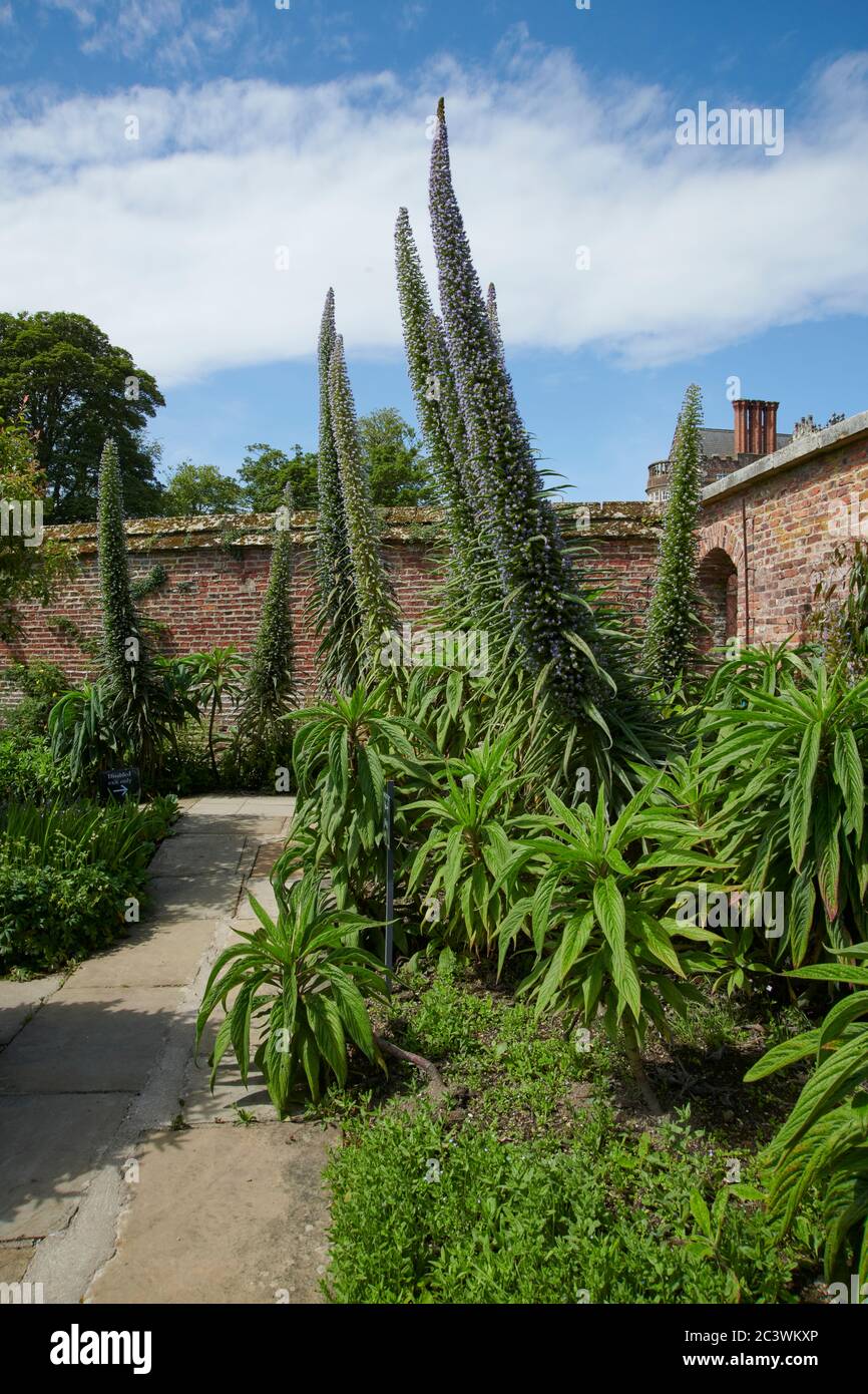 Giant Viper's bugloss, Tree Echium, Pine echium, Echium pininana. East Yorkshire, England, Großbritannien, GB. Stockfoto