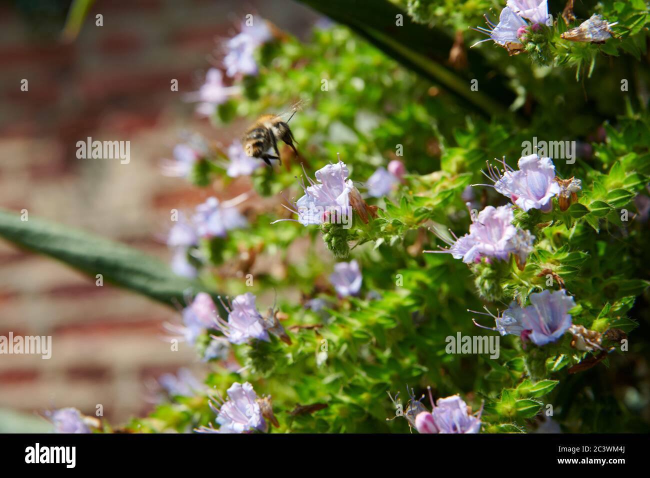 Nahaufnahme von Giant Viper's bugloss, Tree Echium, Pine echium, Echium pininana. East Yorkshire, England, Großbritannien, GB. Stockfoto