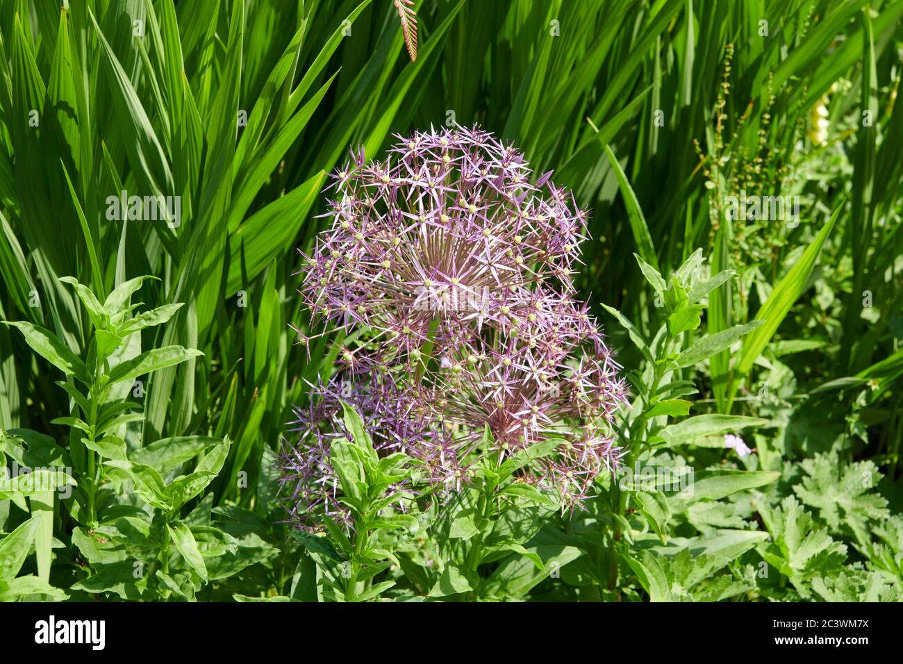 Giant Ornamental Onion Flowers (Alium gigantium) Gartenpflanze, East Yorkshire, England, UK, GB. Stockfoto