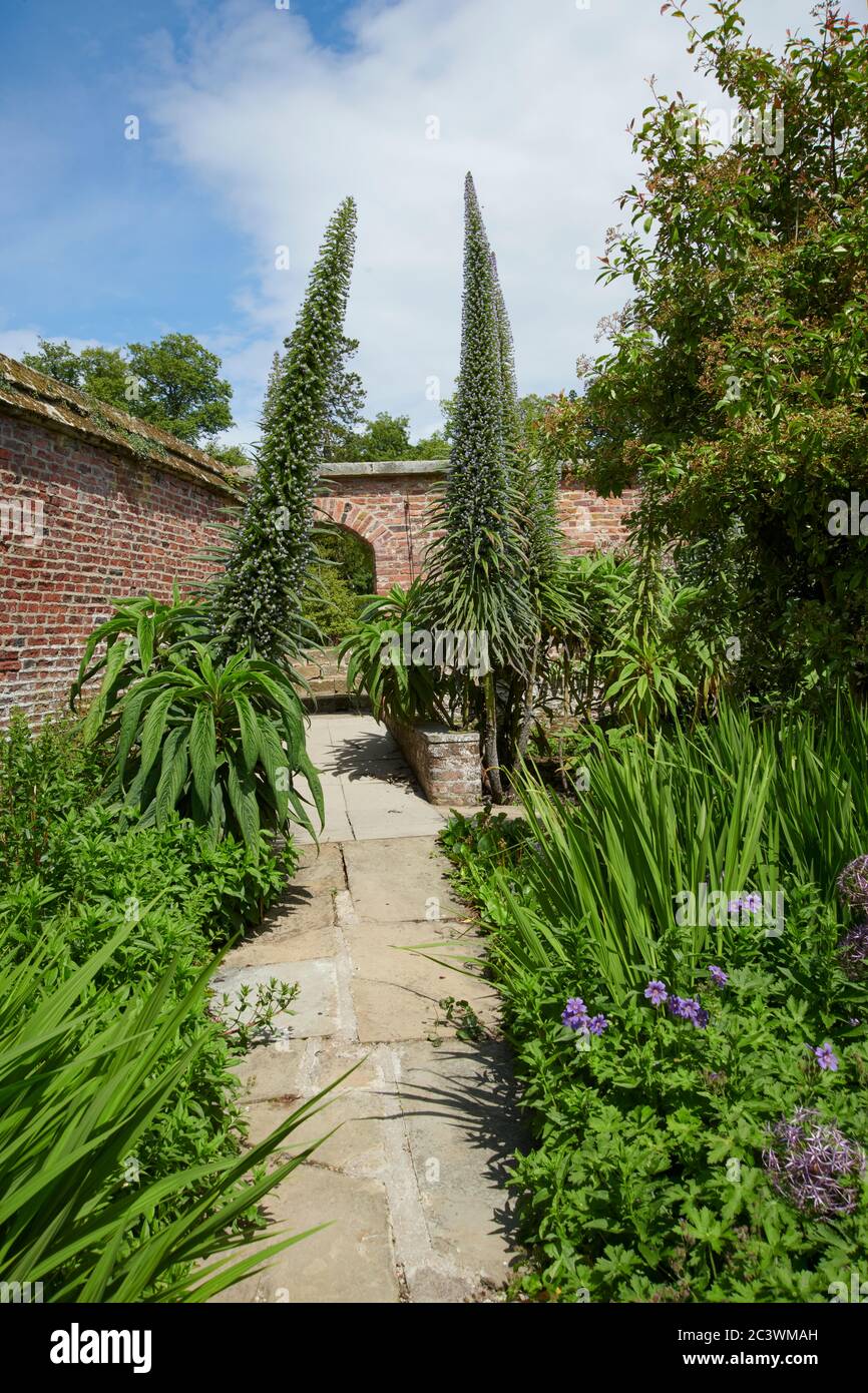 Giant Viper's bugloss, Tree Echium, Pine echium, Echium pininana. East Yorkshire, England, Großbritannien, GB. Stockfoto