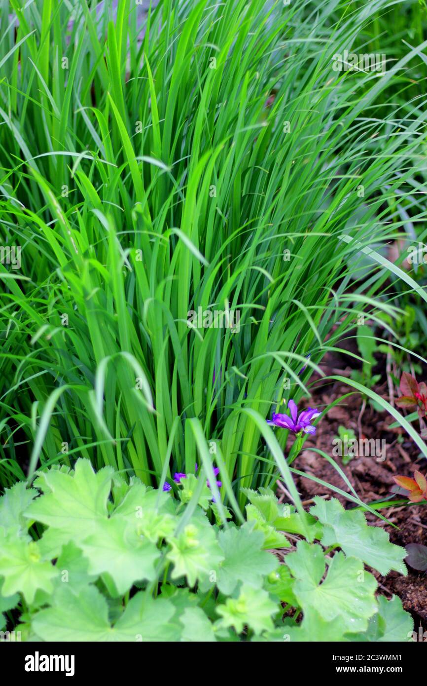 Violette Blüten von Iris graminea oder Pflaume Iris Stockfoto