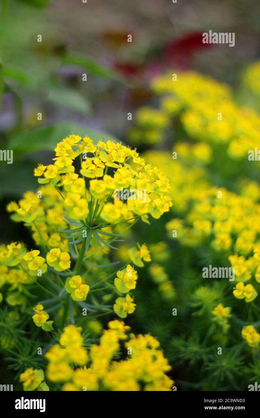 Zypresse-Spurge - Euphorbia cyparissia frühlingsblühende Kraut Stockfoto