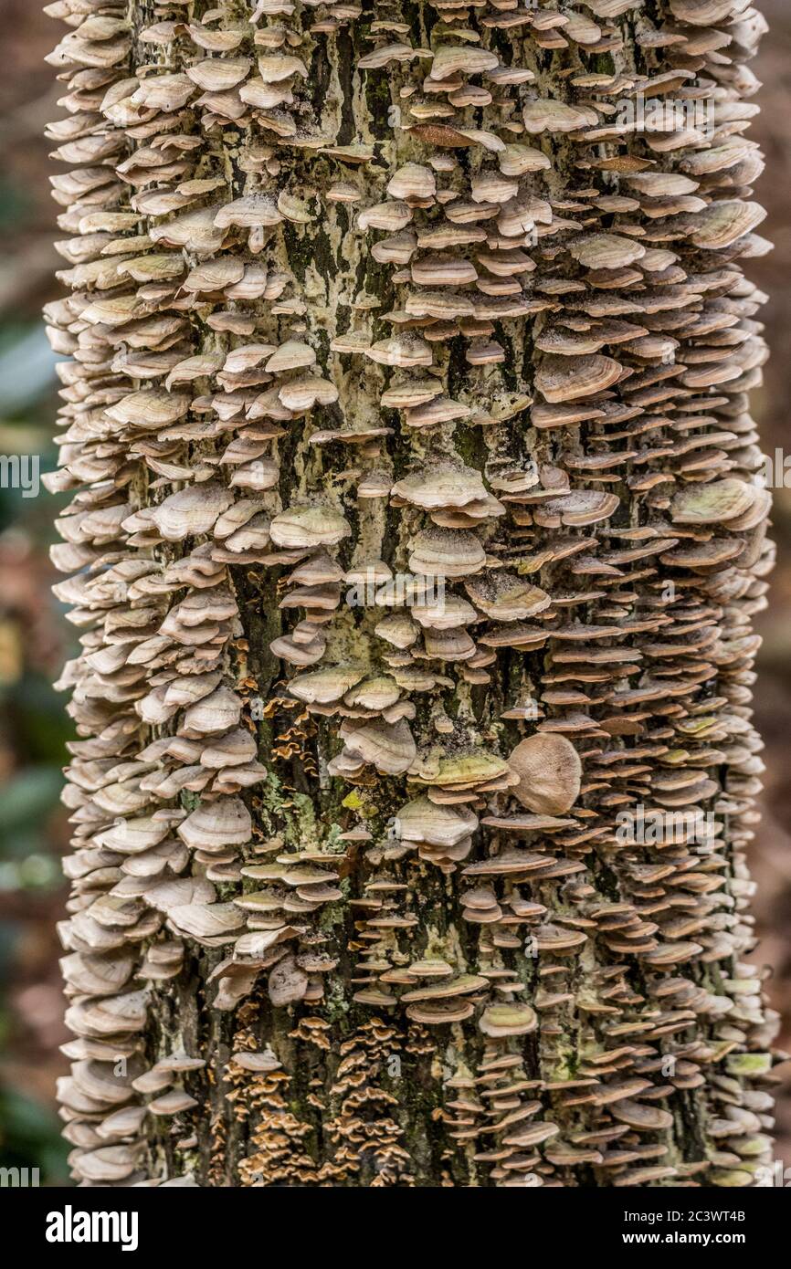 Mehrere gestapelte Pilze wachsen in einem Cluster bis den Baumstamm, die die Rinde Nahaufnahme Texturen und Hintergründe Stockfoto