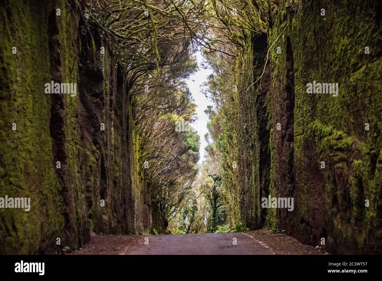 Straßentunnel im Anaga Rural Park - uralter Regenwald auf Teneriffa, Kanarische Inseln. Wunderschöner uralter Regenwald. Stockfoto