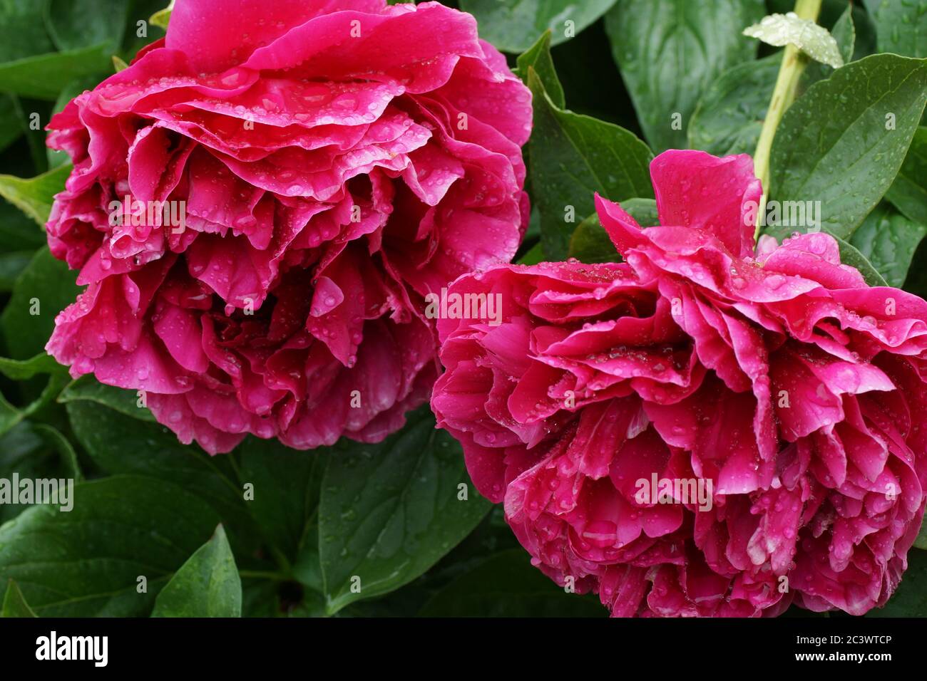 Paeonia Alte Gläubige. Doppelte rote Pfingstrose. Paeonia lactiflora (chinesische Pfingstrose oder gemeinsame Gartenpfeonie). Stockfoto