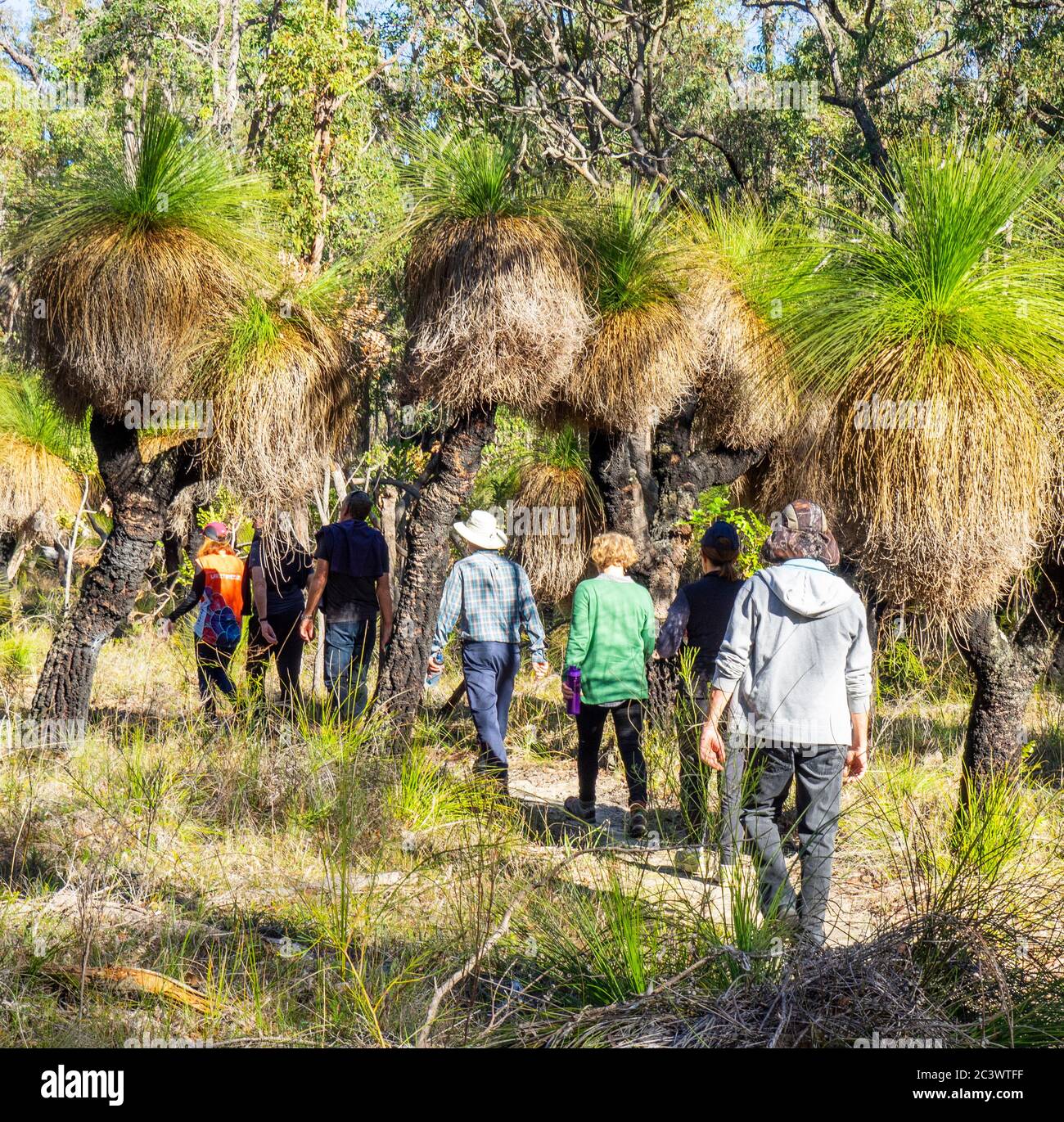 Wandergruppe geht auf einem Abschnitt des Bibbulman Track vorbei an einer Gruppe balga-Grasbäumen Xanthorrhoea preissii in der Nähe von Balingup Western Australia. Stockfoto