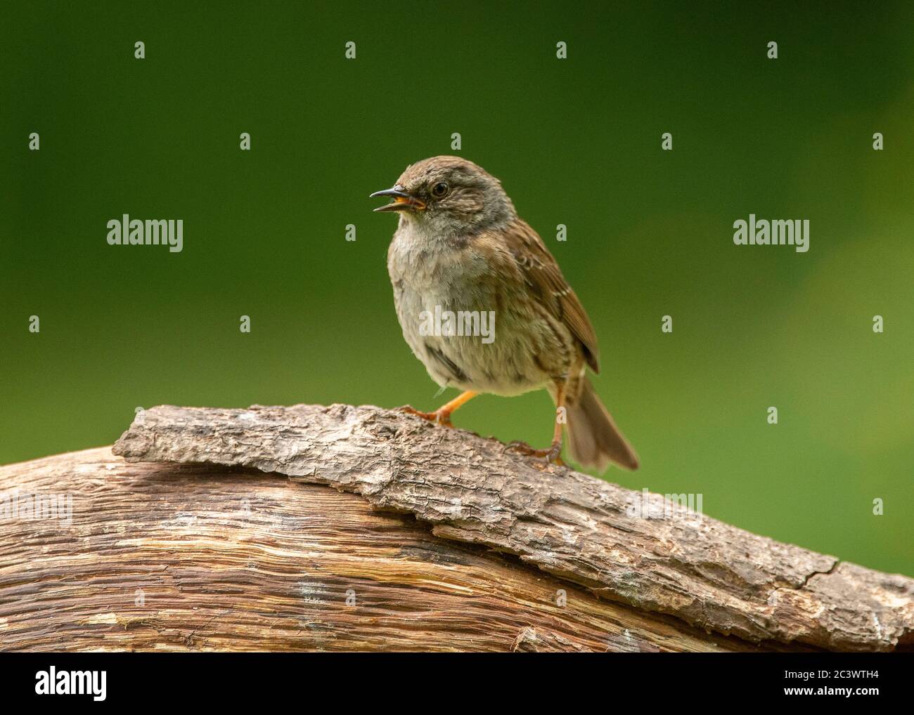 Dunnock (Prunella modularis), sitzend auf einem Baumstamm, Dumfries, SW Schottland Stockfoto