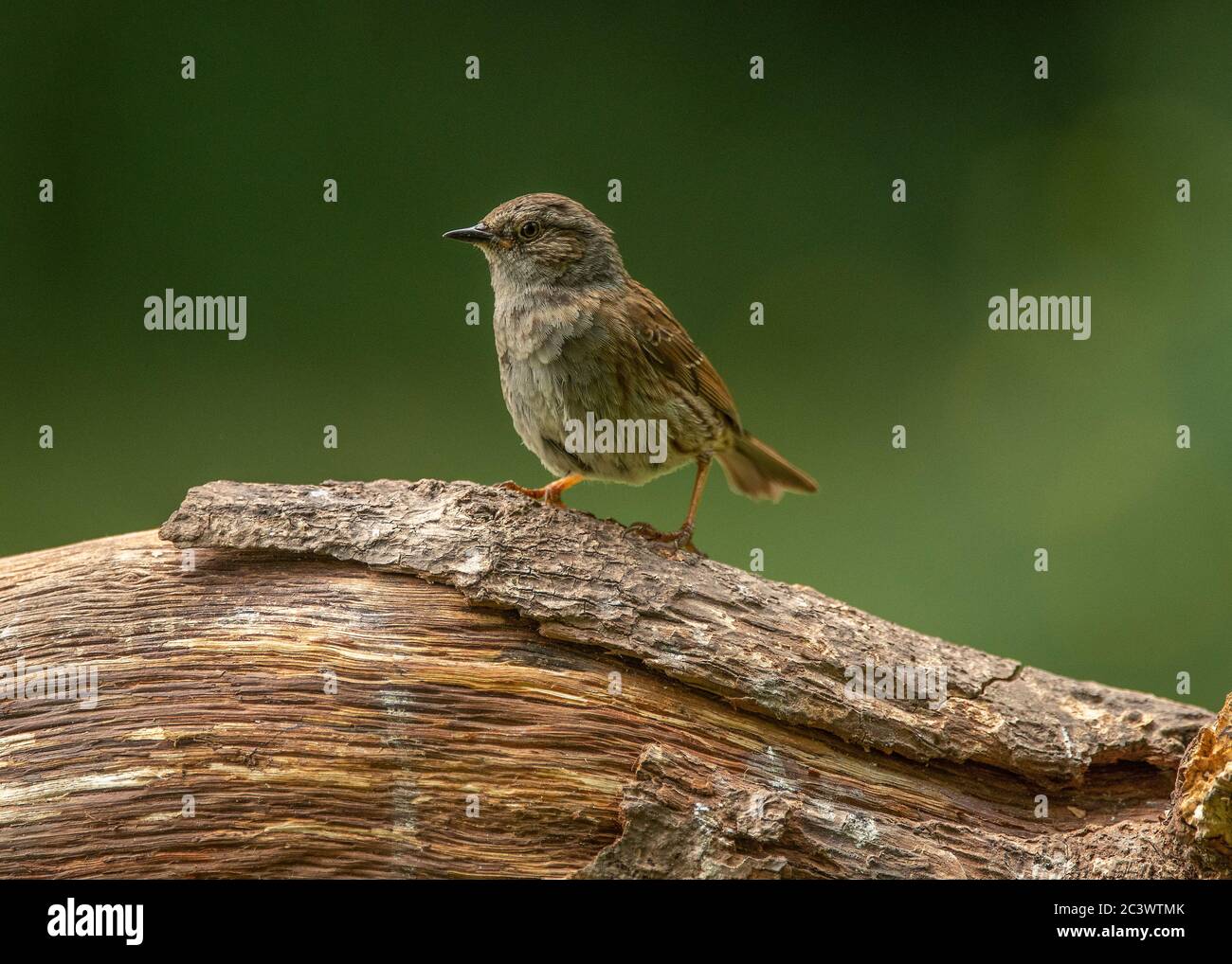 Dunnock (Prunella modularis), sitzend auf einem Baumstamm, Dumfries, SW Schottland Stockfoto