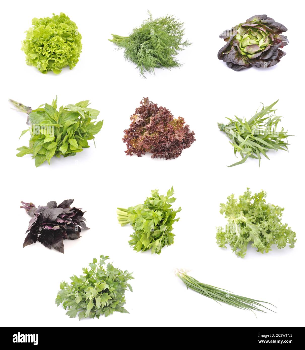 Salatblätter und Kräuter Stockfoto