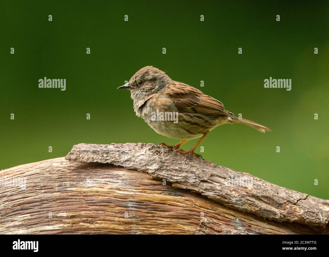 Dunnock (Prunella modularis), sitzend auf einem Baumstamm, Dumfries, SW Schottland Stockfoto