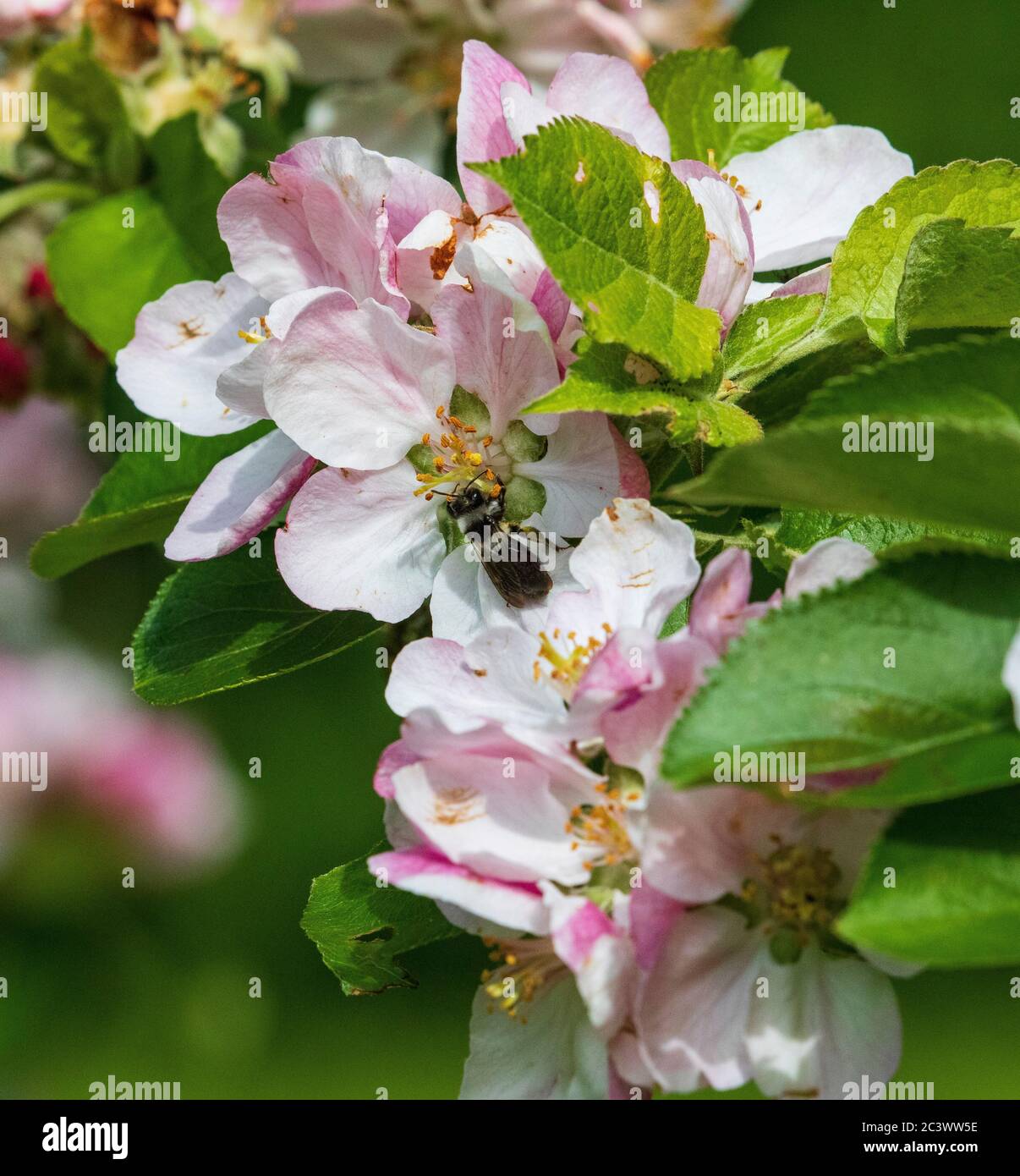 Aschig Bergbau Bienenvölker andrena cineraria Stockfoto