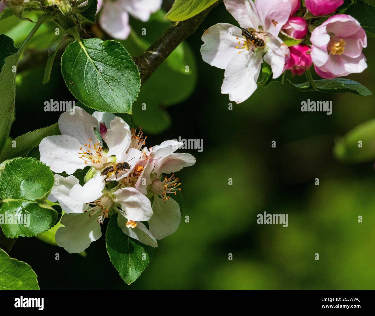 Honigbiene auf Apfelblüte apis melifera melifera Stockfoto