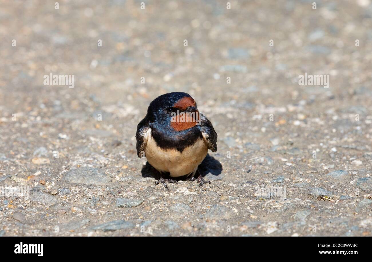 schlucken Stockfoto