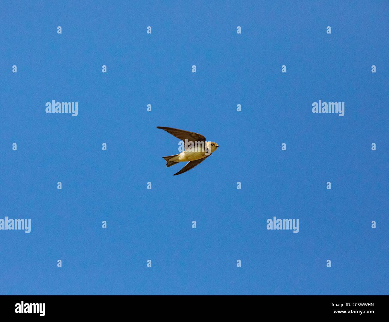 Uferschwalbe Stockfoto