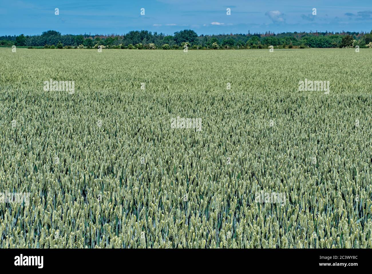 Feld der Reifung Winter Roggen an einem sonnigen Sommertag Stockfoto