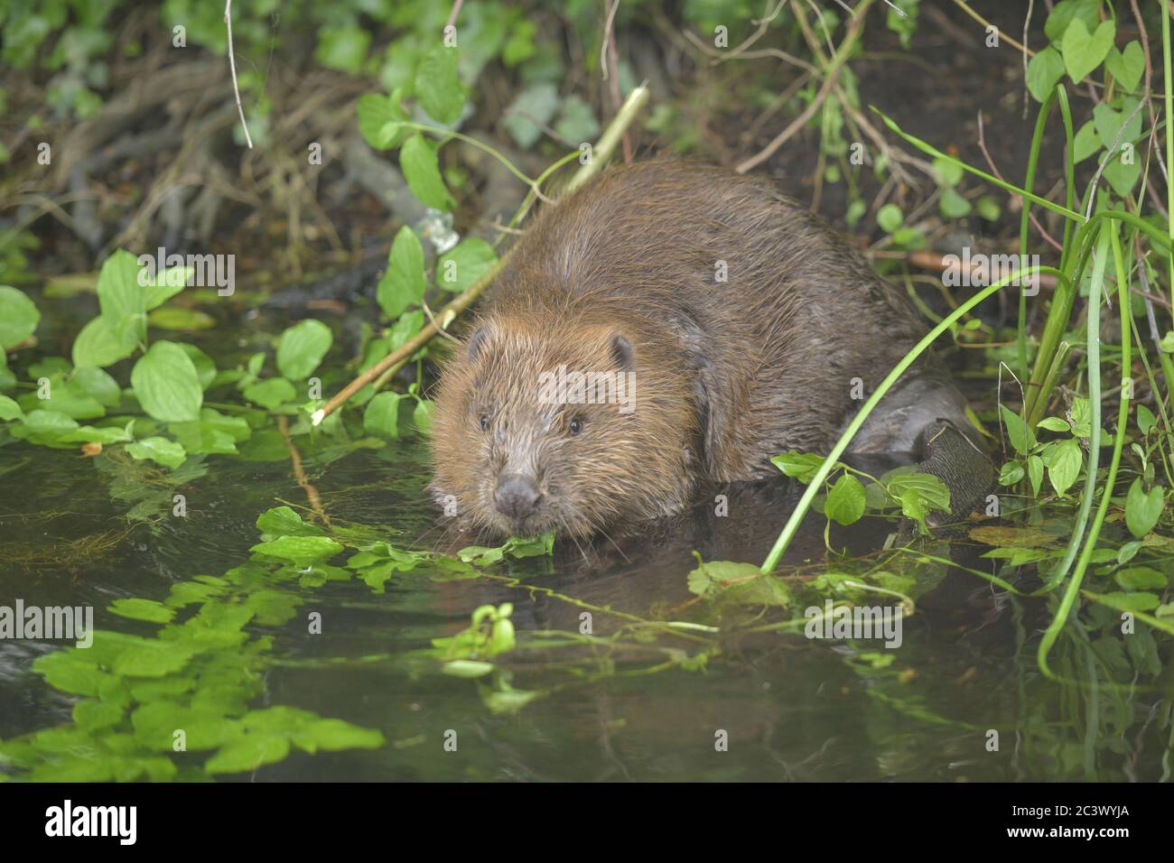 Europäischer Biber (Castor Fiber), Tegel Creek, Tegel, Reinickendorf, Berlin, Deutschland, Europäischer Biber (Castor Fiber), Tegeler Fließ, Deutschland Stockfoto