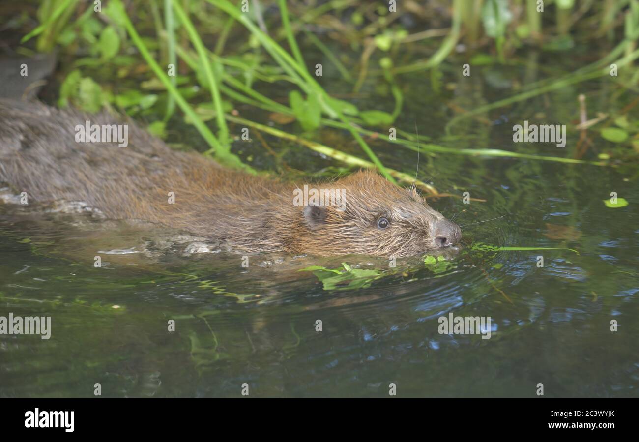 Europäischer Biber (Castor Fiber), Tegel Creek, Tegel, Reinickendorf, Berlin, Deutschland, Europäischer Biber (Castor Fiber), Tegeler Fließ, Deutschland Stockfoto