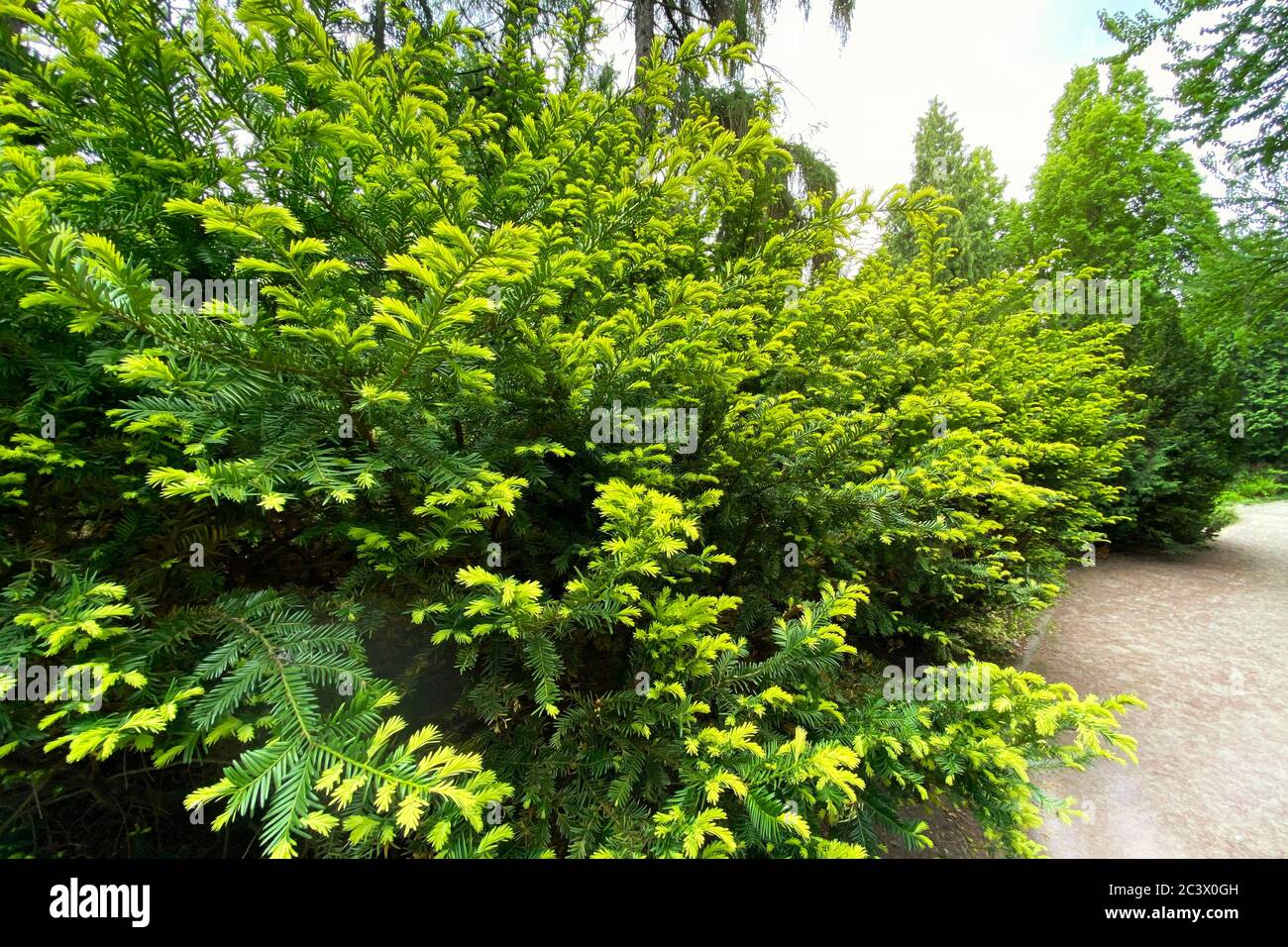 Garten- und Landschaftsbau mit grünen Zierbäumen und Pflanzen. Zweige immergrüner Nadelbäume in einem Stadtpark. Stockfoto