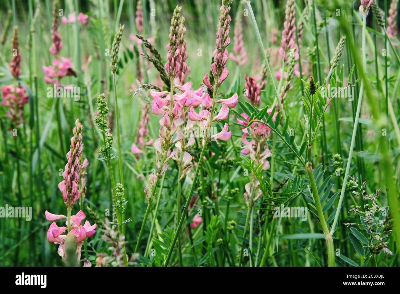 Lebendige Sommerwiese mit rosa Blüten an einem sonnigen Tag. Natürliche Landschaft im Sommer. Stockfoto