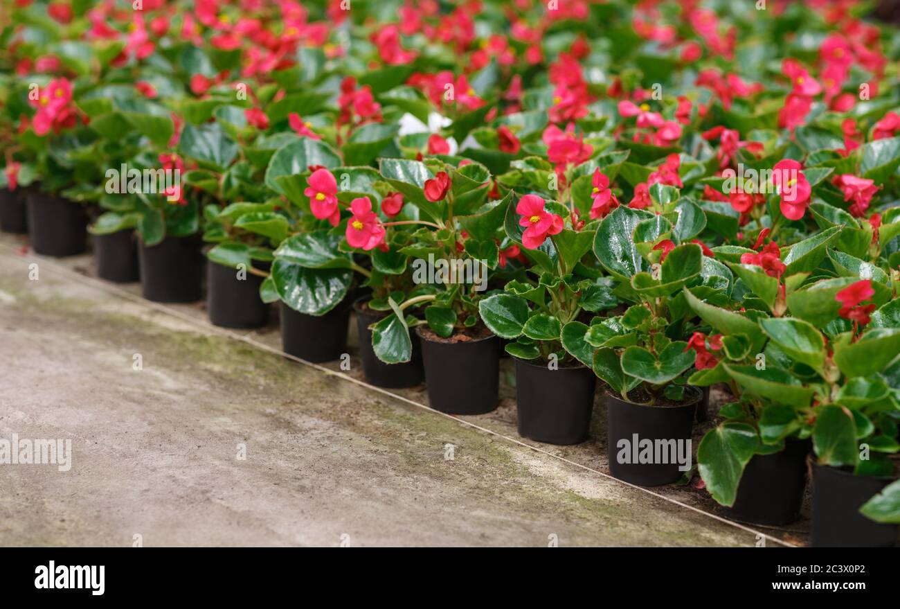 Blumen aus dem Gewächshaus bereit zum Pflanzen. Rosa Krone der Dornen Pflanzen in Töpfen, industrielle Produktion Stockfoto