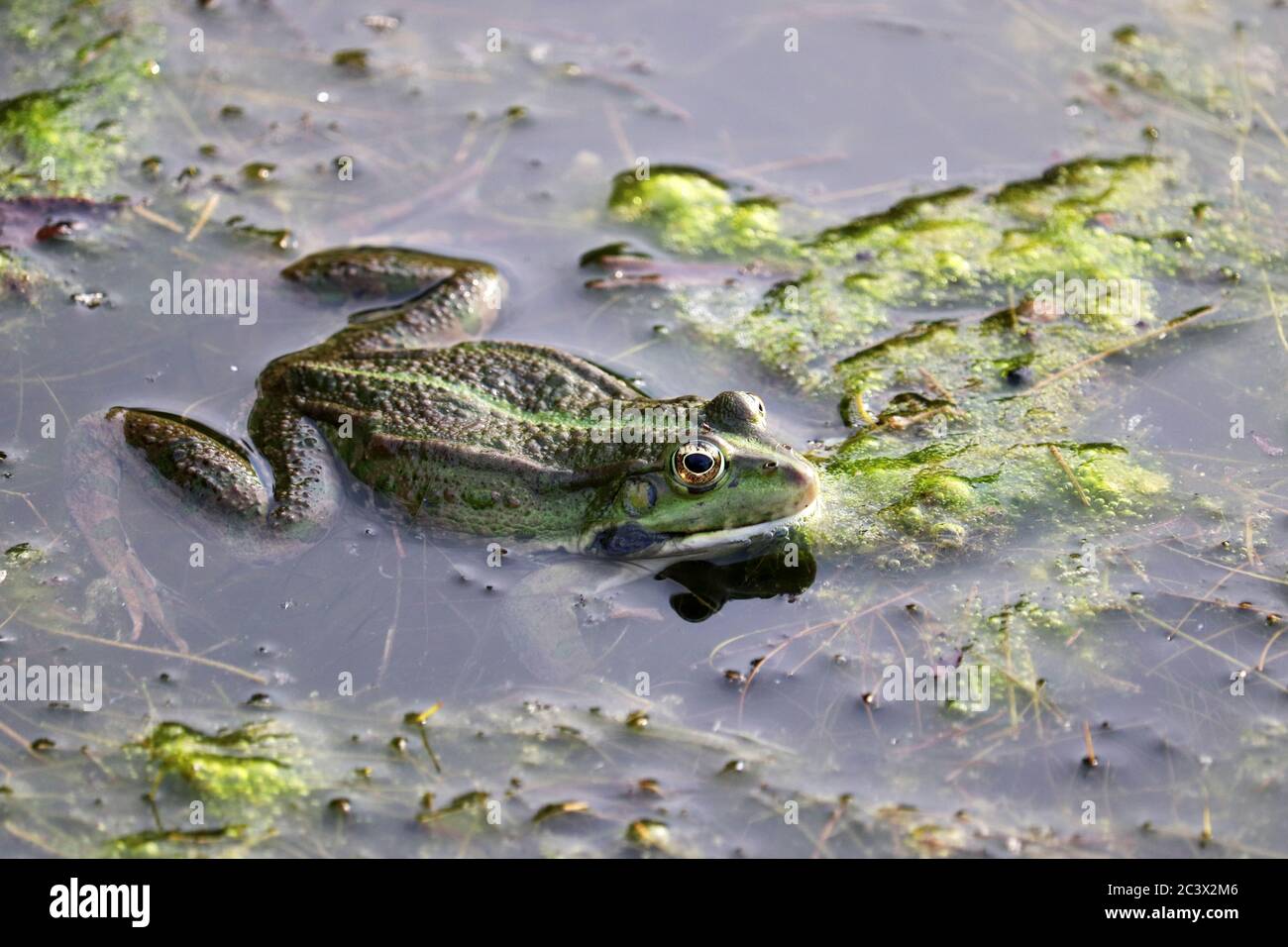 Frosch auf dem wasser Fotos und Bildmaterial in hoher Auflösung Alamy