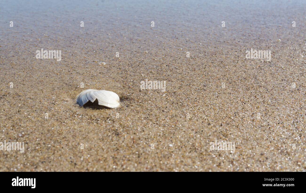 seashell im Sand der ostsee Strand Stockfoto