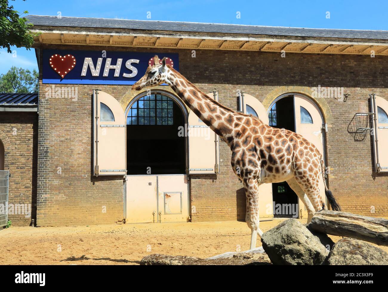 Wir lieben das NHSZeichen im Giraffengehege, da der Londoner Zoo mit