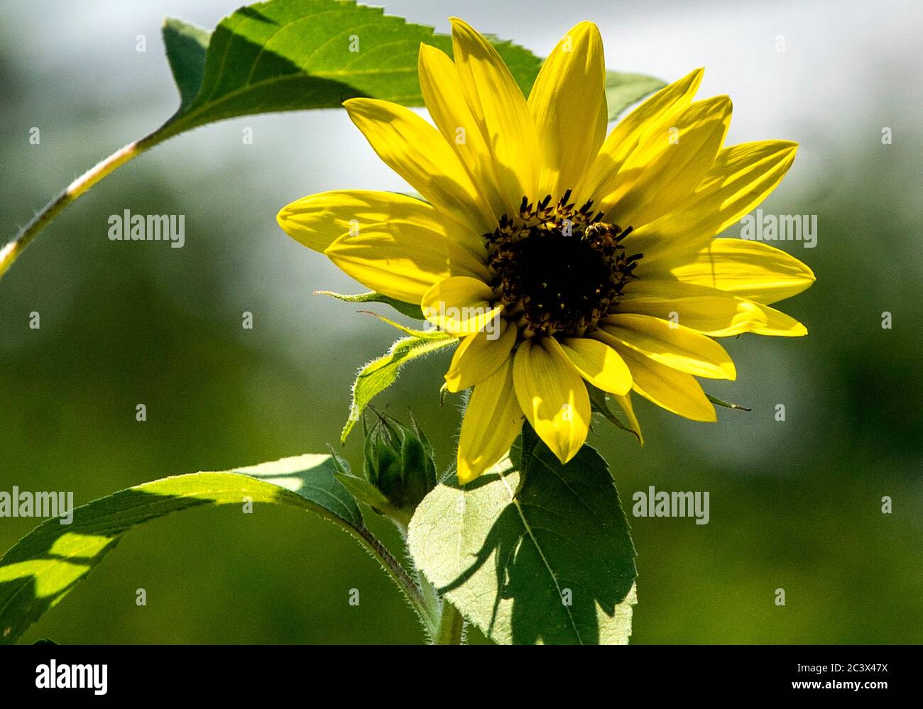 Gelbe Sonnenblume im frühen Nachmittagssattenton. Stockfoto