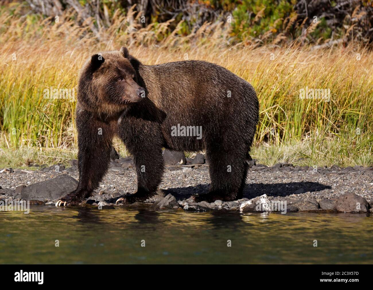 GRIZZLY BÄR IN WILDNIS Stockfoto