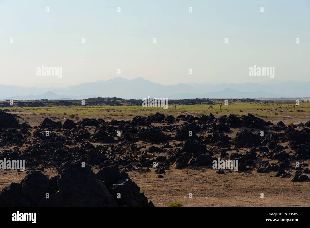 Kamele wandern durch die Danakil Wüste, Afar Region, Äthiopien Stockfoto Kamele wandern durch die Danakil Wüste, Afar Region, Äthiopien Stockfoto