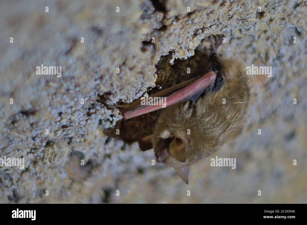 Fledermaus Winterschlaf in Höhle Tri farbigen Torpor Studie sie Epidemiologie weißen Nase Syndrom und andere Infektionskrankheiten. Stockfoto