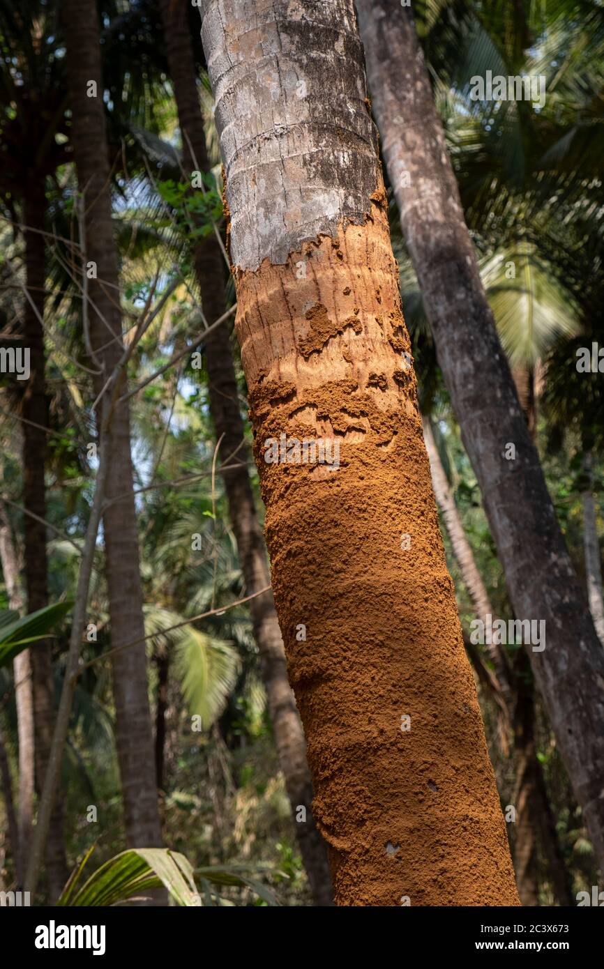 Kokosnussbaum beschädigt durch Insekten, Goa, Indien. Stockfoto