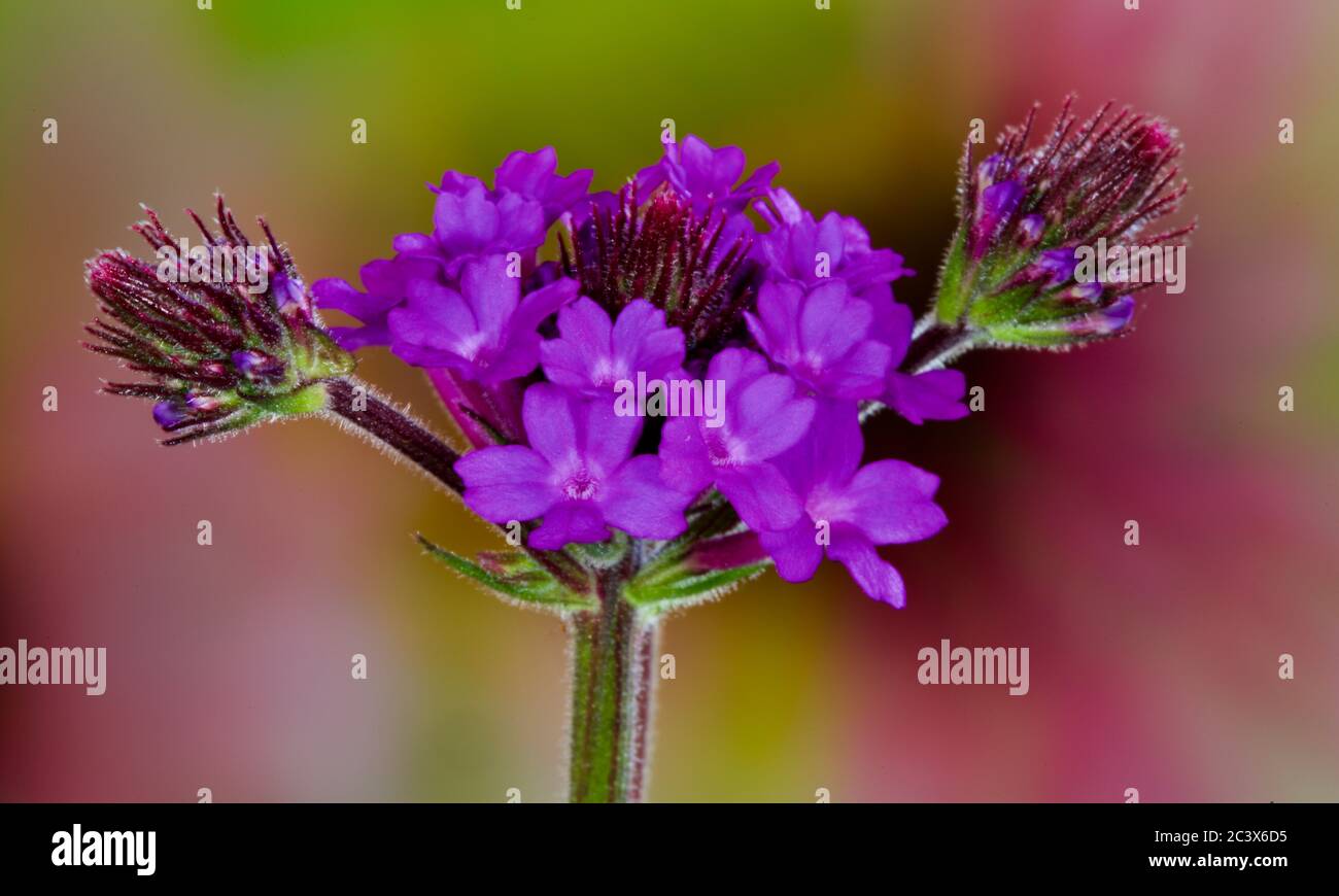 Verbena rigida 'Venosa' Stockfotografie Alamy