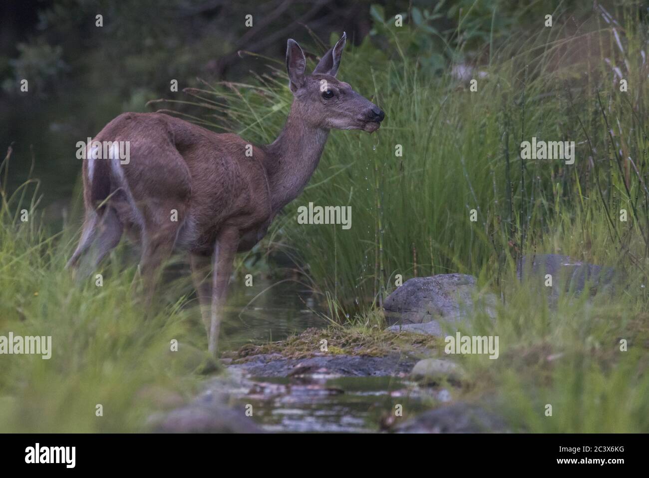 Der kolumbianische Schwarzer Schwanzhirsch (Odocoileus hemionus columbianus) ist eine Unterart von Maultierhirschen, die in vielen Teilen Kaliforniens und der Westküste gefunden wird. Stockfoto