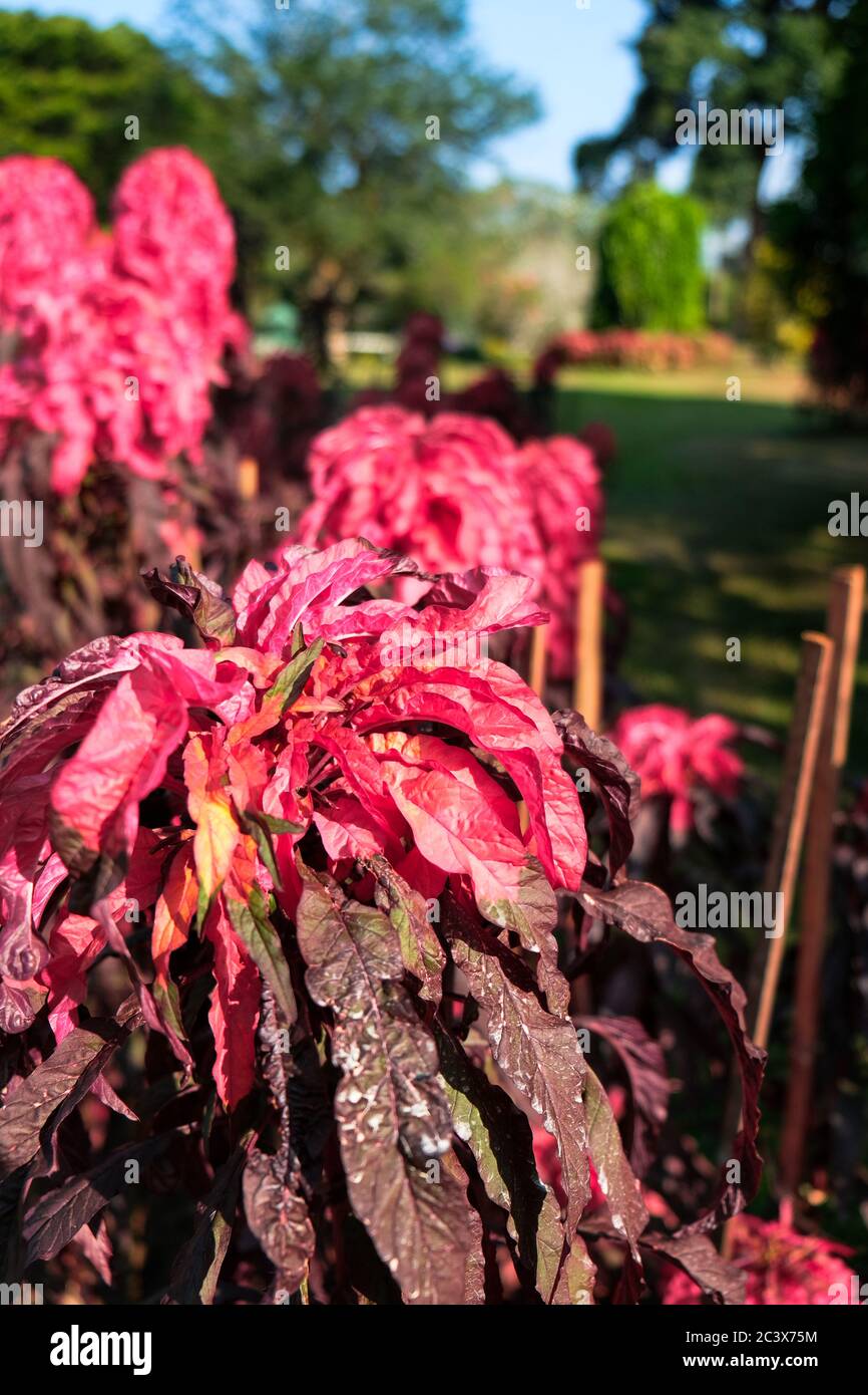 Rote lobelia cardinalis Blumen wachsen in einem botanischen Garten in Kandy, Sri Lanka. Blick aus der Nähe mit rosa Blütenblättern und sonnigen Garten im Hintergrund. Stockfoto