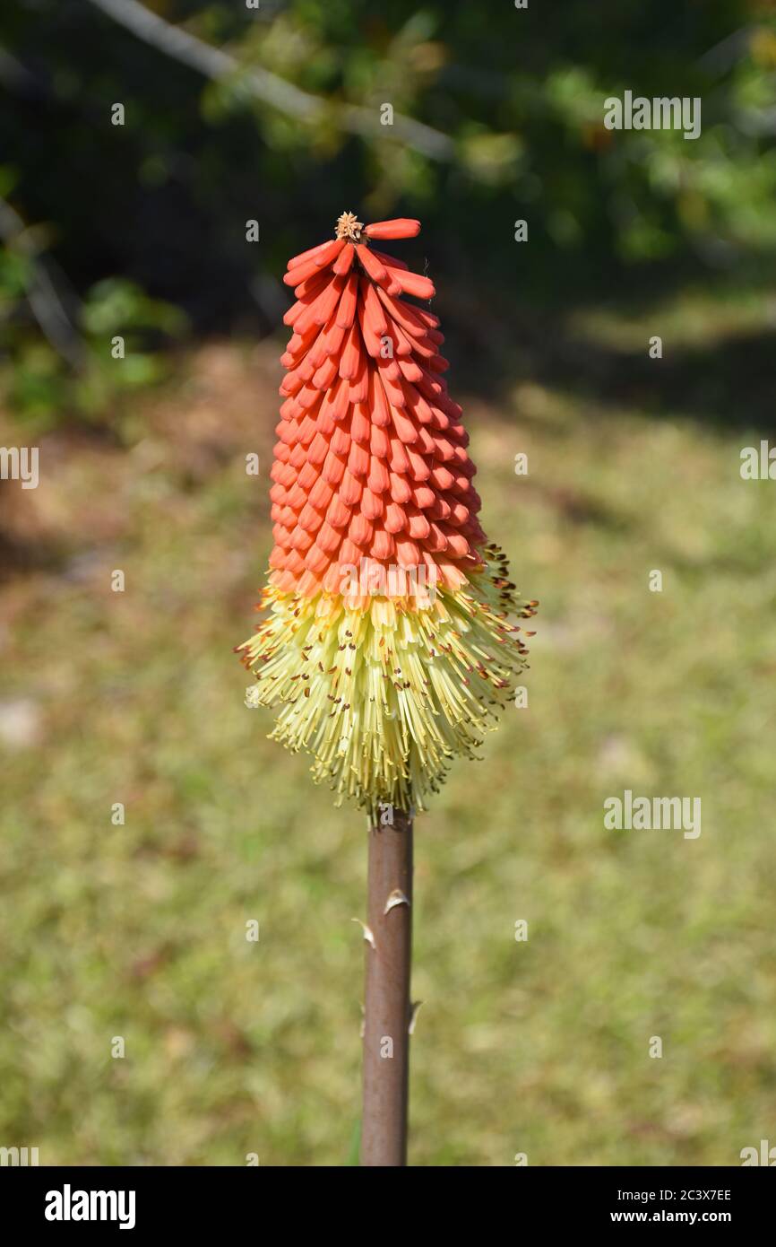 Eine rote Hot Poker Pflanze in Blüte. Stockfoto