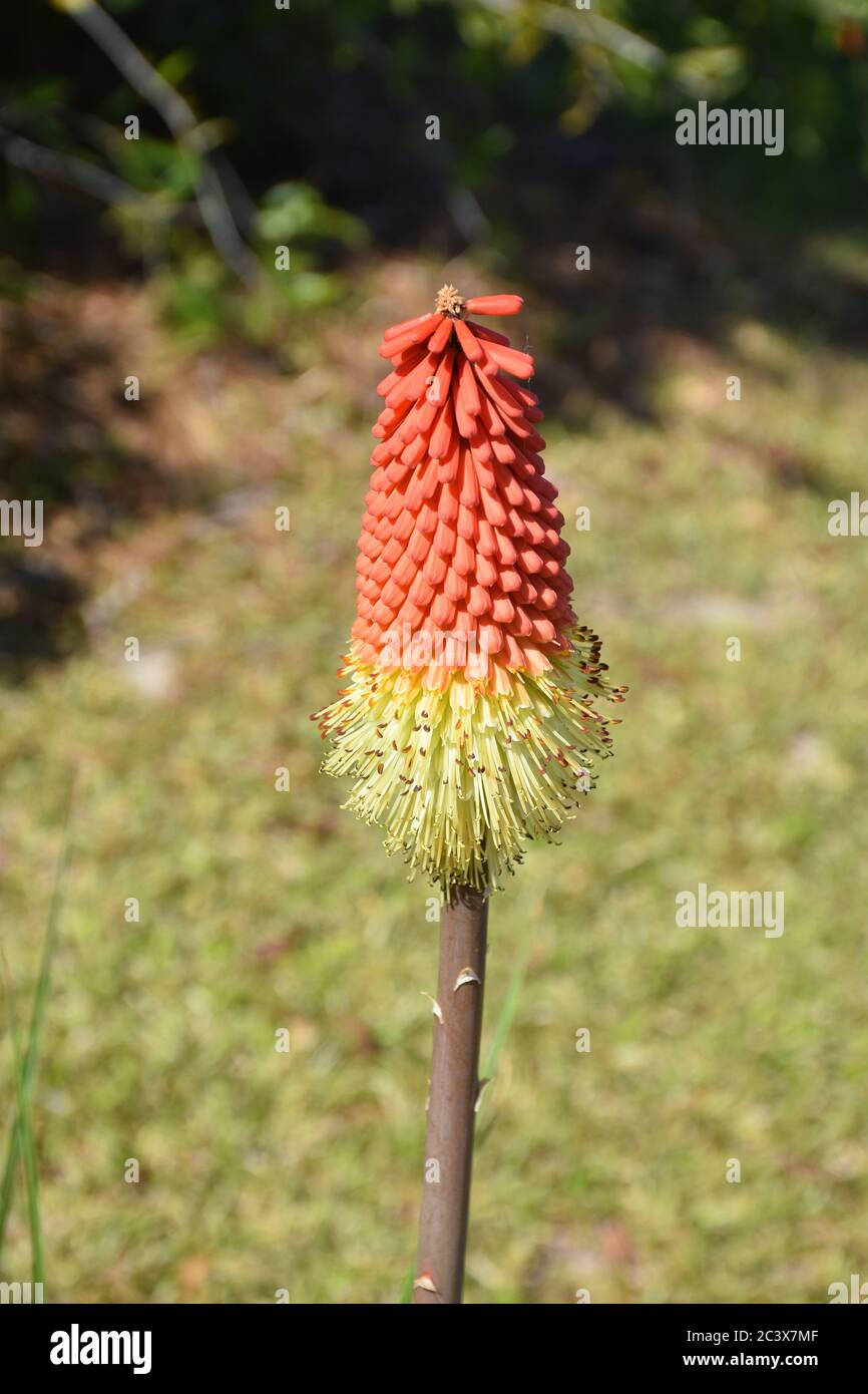 Eine rote Hot Poker Pflanze in Blüte. Stockfoto