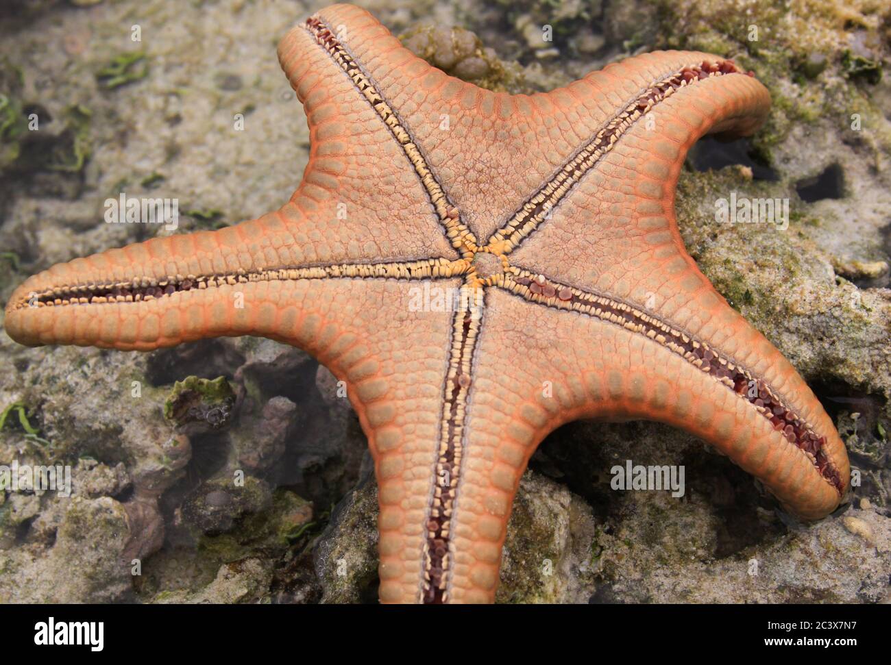 Orange Sea Star drehte sich um, um Bodendetails und Struktur zu beobachten Stockfoto
