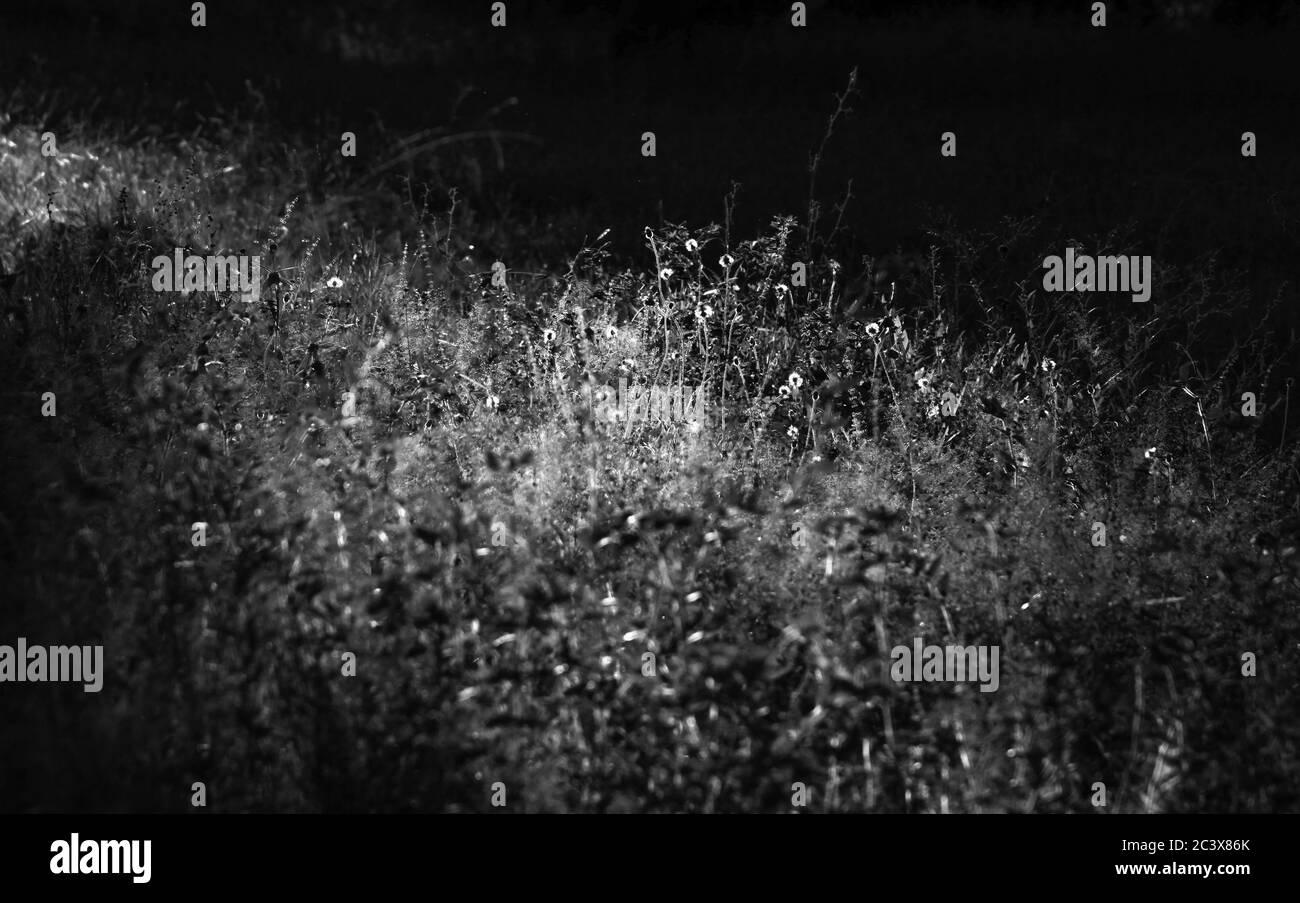 Schwarz-weiße Pflanzenvegetation Detail von Blumen und Gras im Feld Stockfoto