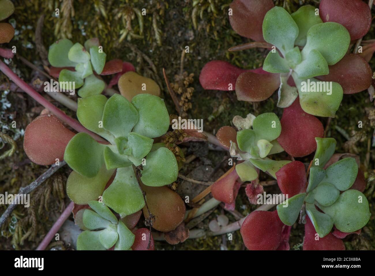 Der breitblättrige Steinbrocken (Sedum spathulifolium) von der Westküste Kaliforniens. Stockfoto