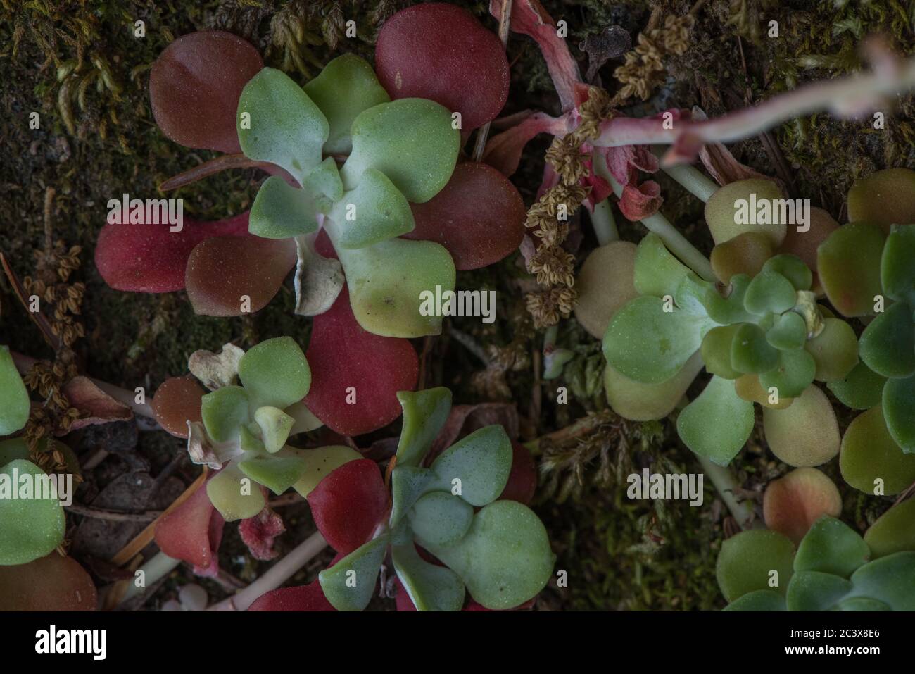 Der breitblättrige Steinbrocken (Sedum spathulifolium) von der Westküste Kaliforniens. Stockfoto